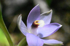Thelymitra hatchii