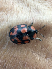 Botanochara duodecimverrucata