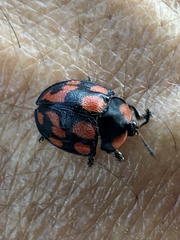 Botanochara duodecimverrucata