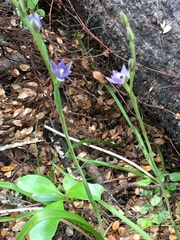 Thelymitra hatchii