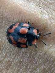 Botanochara duodecimverrucata