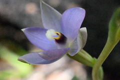 Thelymitra hatchii