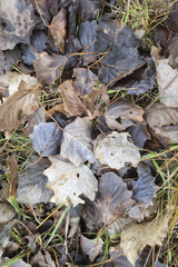 Populus × canescens