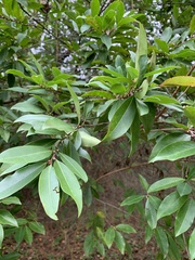 Prunus caroliniana