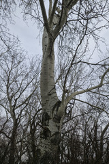 Populus × canescens