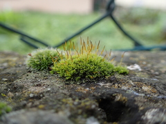 Tortula muralis muralis