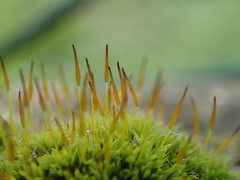 Tortula muralis muralis