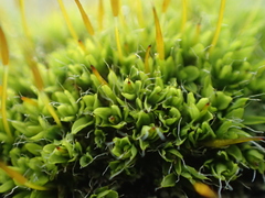 Tortula muralis muralis