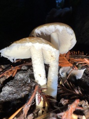 Stropharia ambigua