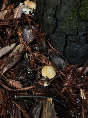 Stropharia ambigua