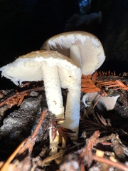 Stropharia ambigua