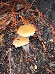 Stropharia ambigua