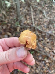 Chalciporus