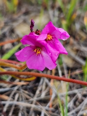 Drosera capensis