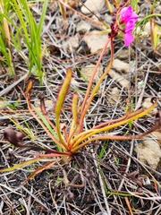 Drosera capensis