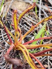 Drosera capensis