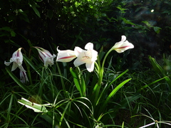 Crinum ornatum