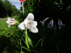 Crinum ornatum