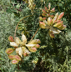 Astragalus nuttallii