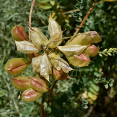 Astragalus nuttallii