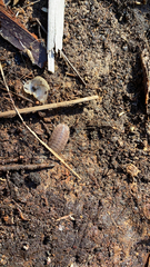 Porcellio dilatatus