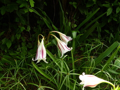 Crinum ornatum