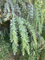 Acacia vestita