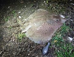 Leucoraja erinaceus