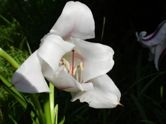 Crinum ornatum