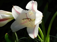 Crinum ornatum