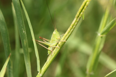 Conocephalus longipes