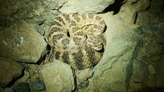 Crotalus tigris