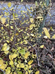 Lonicera fragrantissima