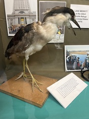 Nycticorax