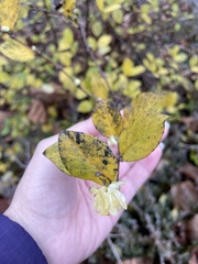 Lonicera fragrantissima