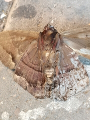 Ascalapha odorata