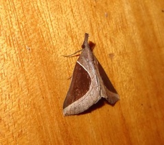 Hypena