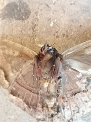 Ascalapha odorata