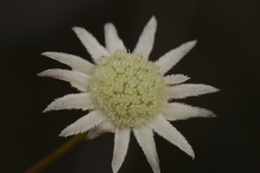 Actinotus minor