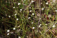 Actinotus minor