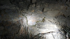 Senticolis triaspis intermedia