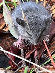 Peromyscus sonoriensis