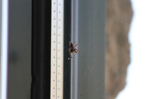 Bold Jumping Spider photographed in North Dakota