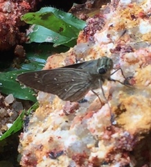 Pelopidas mathias mathias