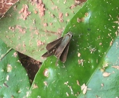 Pelopidas mathias mathias