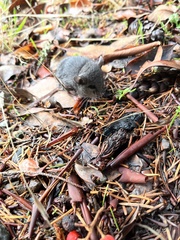 Peromyscus sonoriensis