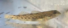 Etheostoma olmstedi