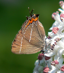 Satyrium w-album