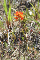 Castilleja coccinea