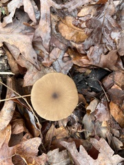 Arrhenia epichysium